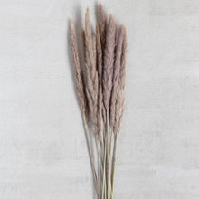Load image into Gallery viewer, Dried Natural Fountain Grass Bunch
